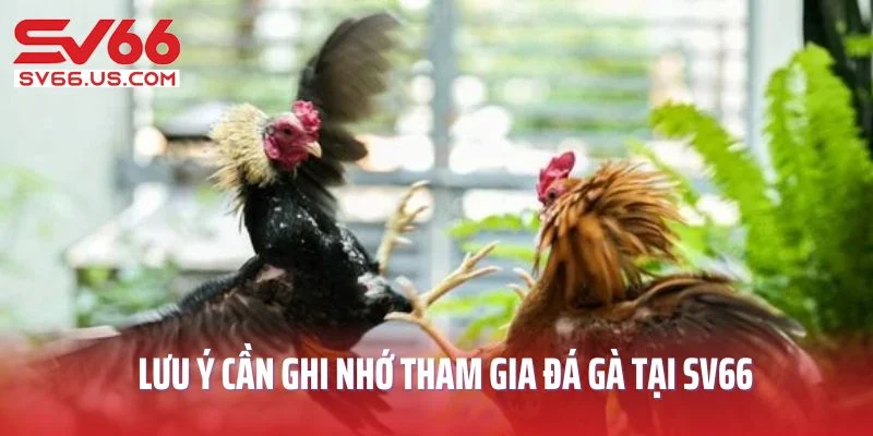 Lưu ý cần ghi nhớ khi tham gia đá gà tại SV66